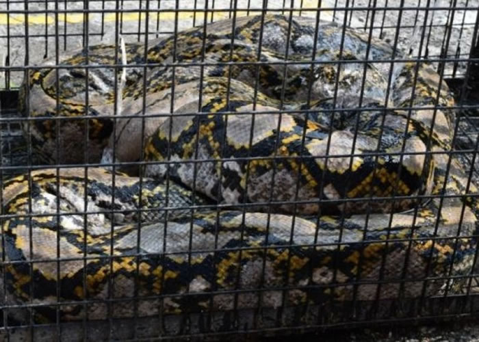 马来西亚村民清理草丛时发现6米长巨蟒