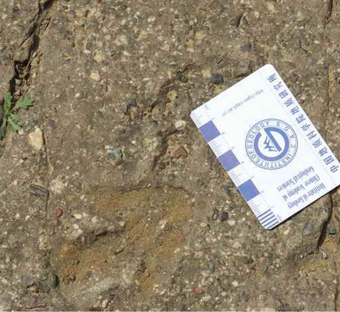 朝阳县羊山镇大四家子村山足迹化石为食肉性恐龙脚印