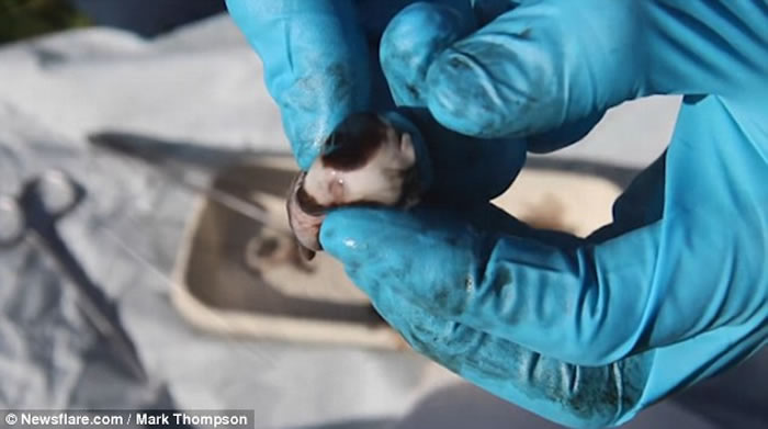 ֱͨԶ̫ʲôӢѧMark Thompsonʵ