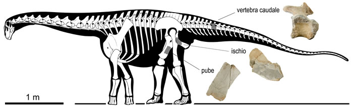 意大利发现南欧最古老的蜥脚类恐龙