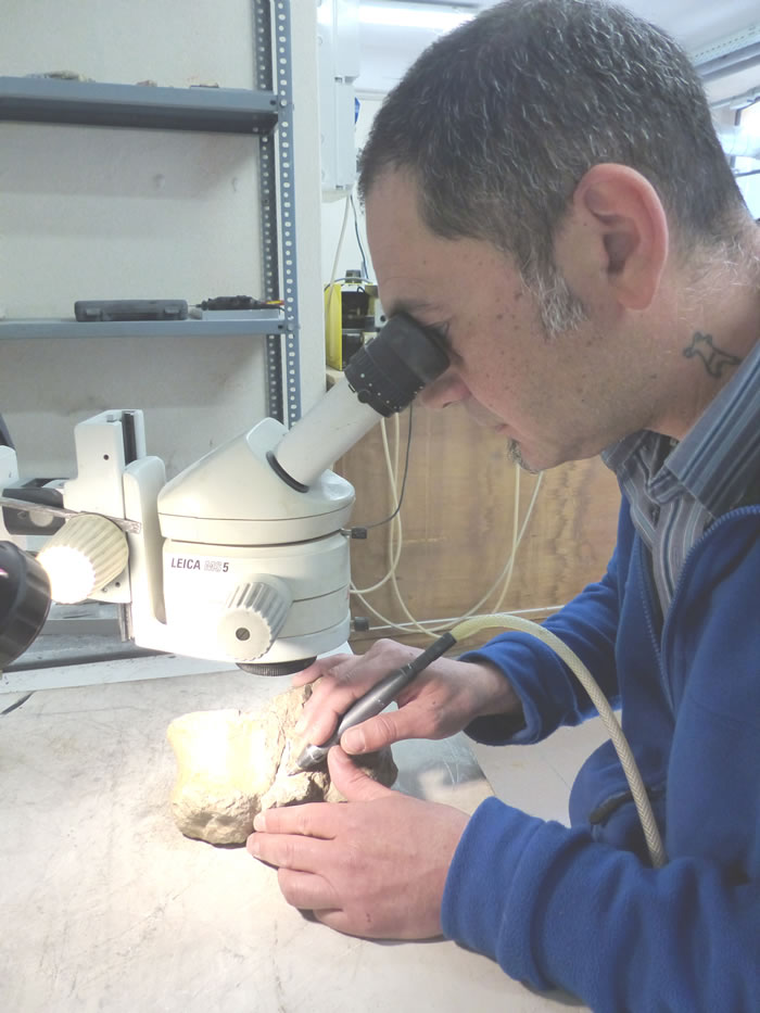 意大利发现南欧最古老的蜥脚类恐龙