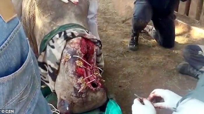 当地野生动物治疗中心已对她采取初步治疗,以修补人体的技术来缝合她的脸。