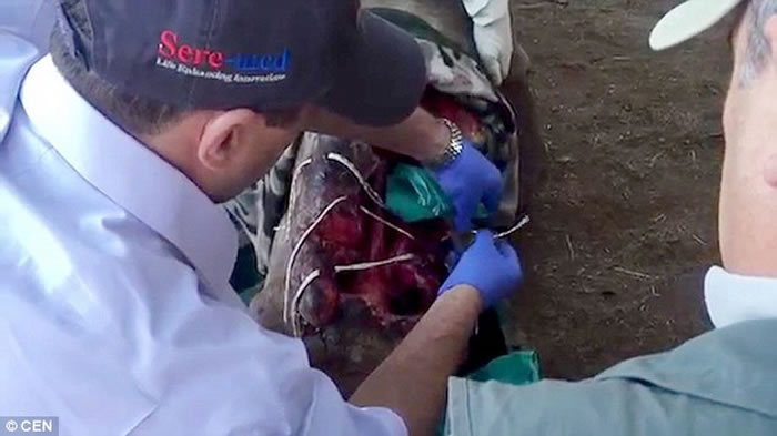 当地野生动物治疗中心已对她采取初步治疗,以修补人体的技术来缝合她的脸。