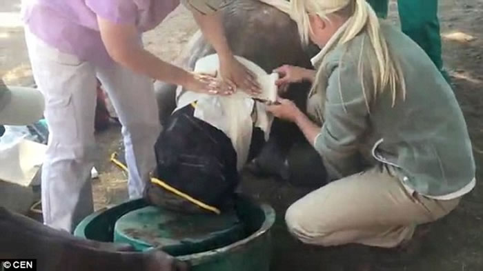 当地野生动物治疗中心已对她采取初步治疗,以修补人体的技术来缝合她的脸。