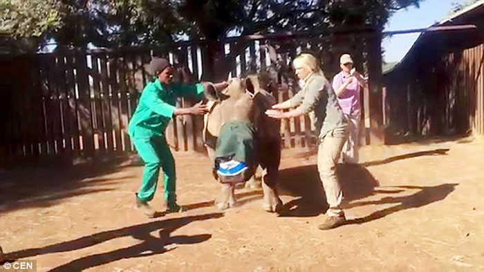 当地野生动物治疗中心已对她采取初步治疗,以修补人体的技术来缝合她的脸。