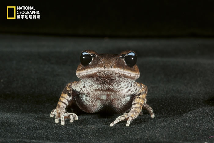 峨眉髭蟾栖息于雨林地区,以蚂蚁和昆虫为食,为中国特有种,在繁殖季节时只有公蟾蜍的上唇会长出角质刺,繁殖时用来刺激母蟾蜍。因为雨林栖地消失,这种蟾蜍的数量逐渐减少