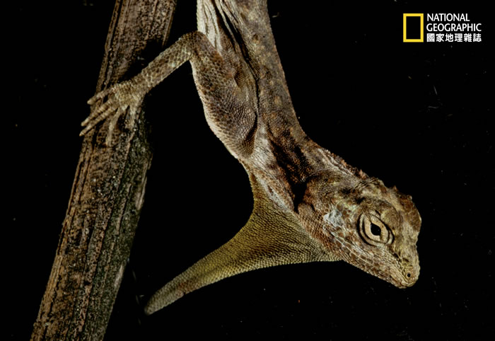 斑飞蜥栖息在雨林的中间层和树冠层,对雨林环境依赖性很强,它的喉囊可以用来展示以吸引异性求偶和宣示领地。东南亚与中国南部许多两栖爬行类动物或因栖地消失、或因走私盗