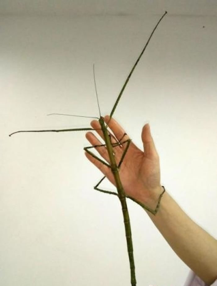 ������ڳ����ۿ���ȥ����ͨ��֦���졣