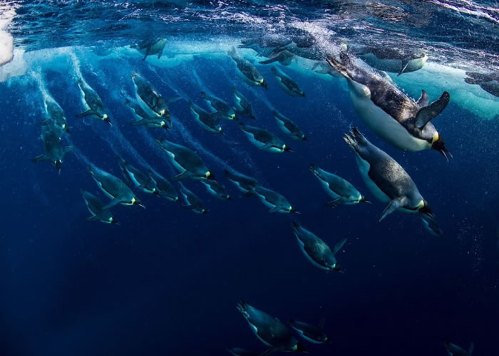 专家希望在南极设立禁止捕鱼的海洋保护区,惟必须得到中俄两国支持。