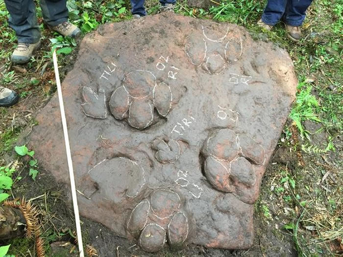 古蔺县桂花乡石庙沟发现大面积恐龙足迹:全新鸟脚类足迹命名为“刘慈欣卡利尔足迹”