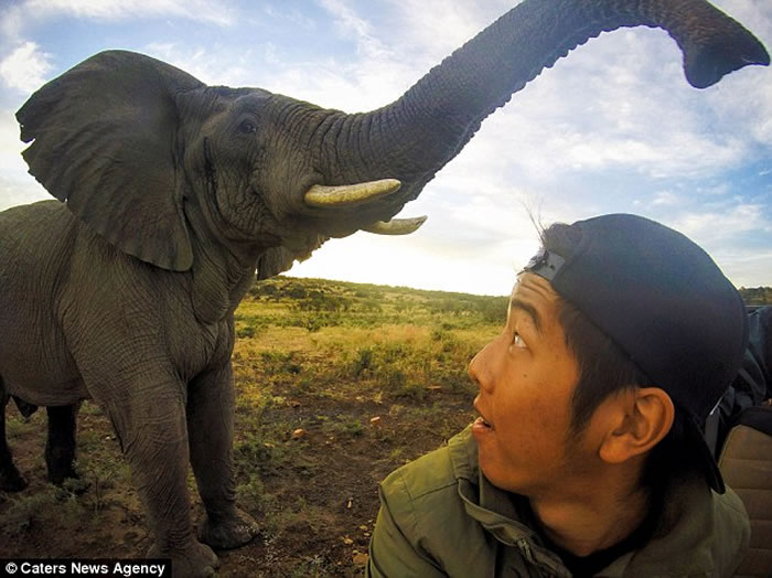 美国大学生到南非观赏野生动物时有幸与大象玩自拍