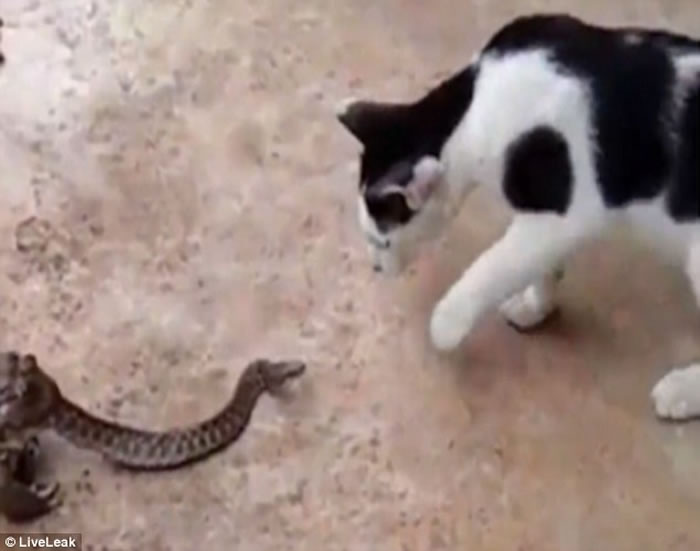 ̩��������Ȼ�������屻����̵� ����Ȼ����ǰ��è����