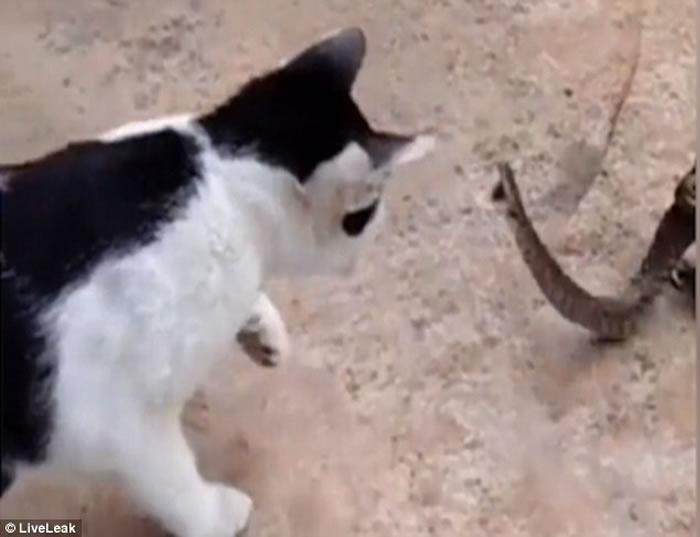 ̩��������Ȼ�������屻����̵� ����Ȼ����ǰ��è����