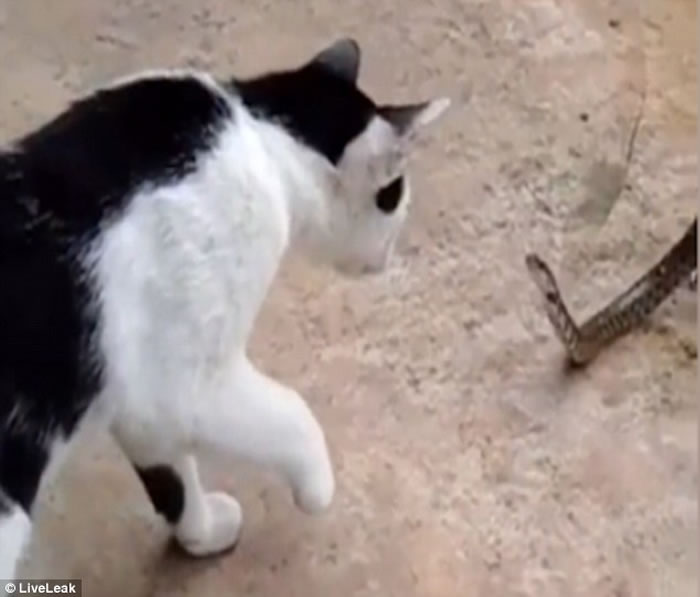 ̩��������Ȼ�������屻����̵� ����Ȼ����ǰ��è����