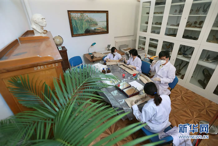 天津自然博物馆启动北疆博物院馆藏古生物化石保护修复工程