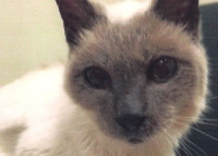 ��������30������èScooter����˹�����¼��ȫ����Ϊ��������èè