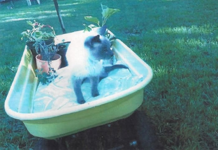 ��������30������èScooter����˹�����¼��ȫ����Ϊ��������èè