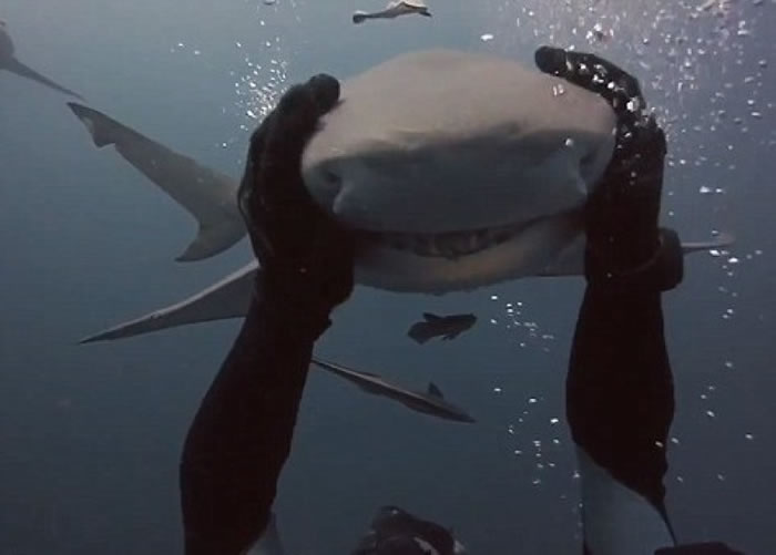 美国佛罗里达州勇敢潜水员拥抱鲨鱼建立友好关系