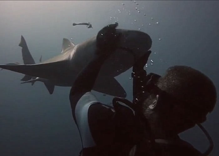 美国佛罗里达州勇敢潜水员拥抱鲨鱼建立友好关系