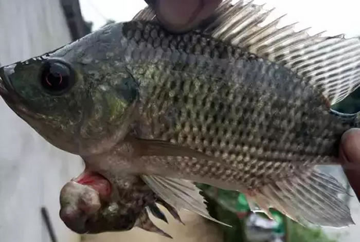 �㶫�������ѵ��������㣺����㸹����Ȼ������һ��С��