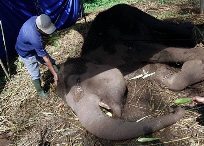 ����԰������Yani������