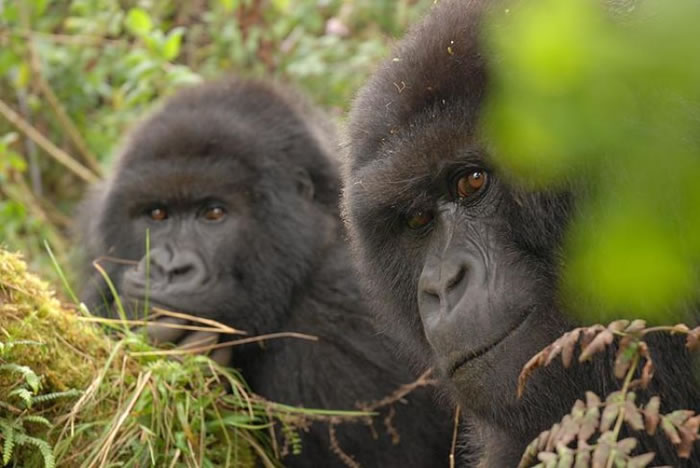 �����ض�ԭ�����о������ɵ�ι��ģʽ��