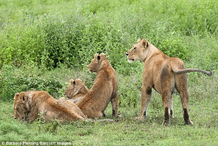 长腿的优势 坦桑尼亚塞伦盖提国家公园长颈鹿拔足逃离狮子魔爪