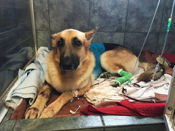 һֻ¹ȮΪС˲ϧβ߲