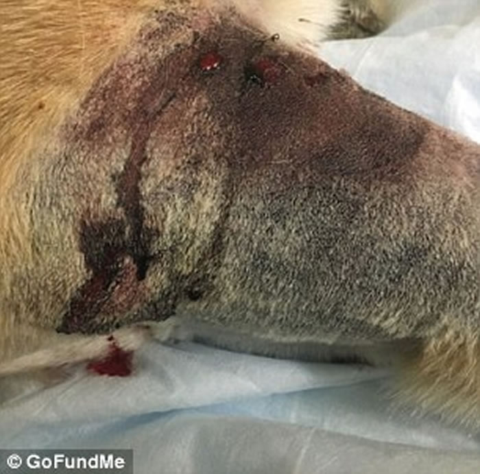 һֻ¹ȮΪС˲ϧβ߲