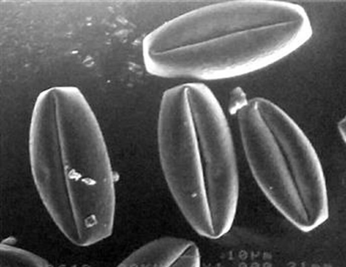 ӣ������