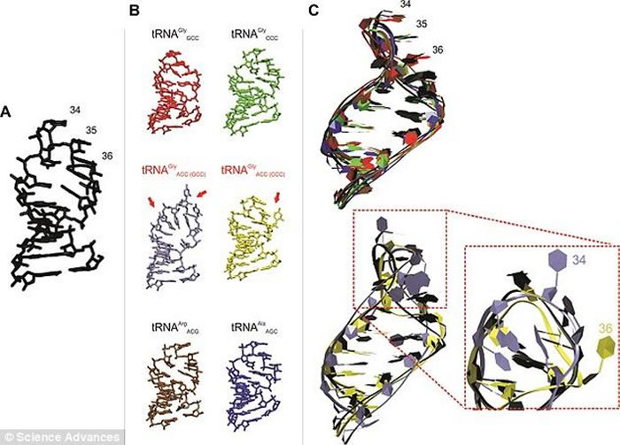 每个转运RNA都有两块关键区域，这两块区域的不同组合为每个tRNA赋予了独特的身份。如果氨基酸种类过多的话，在产生新的tRNA时，整个系统肯定会出现混乱。