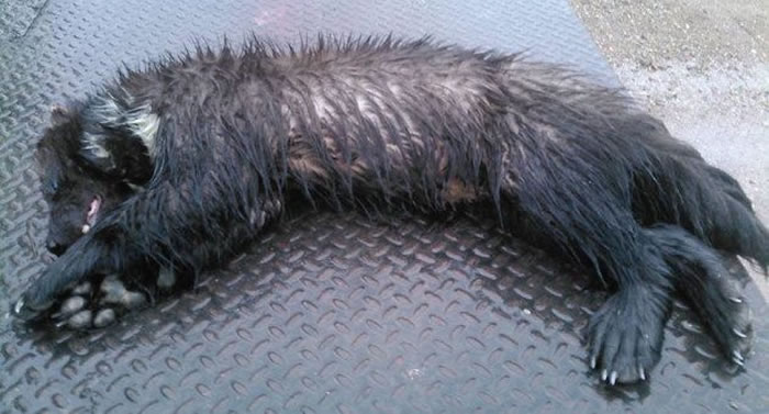 ������������ݾ���150�������ѵ�������ȴ������ũ������ɱ