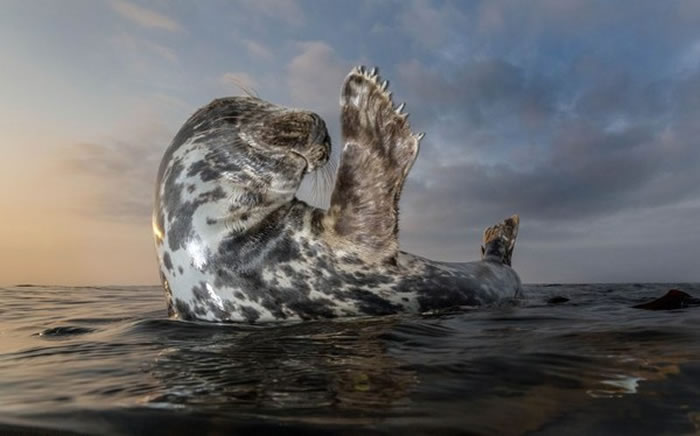 黑尔戈兰岛母海豹夕阳下与摄影师挥手道别