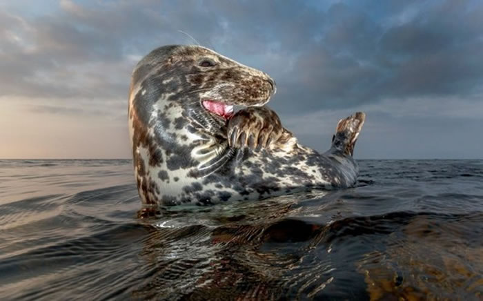 黑尔戈兰岛母海豹夕阳下与摄影师挥手道别
