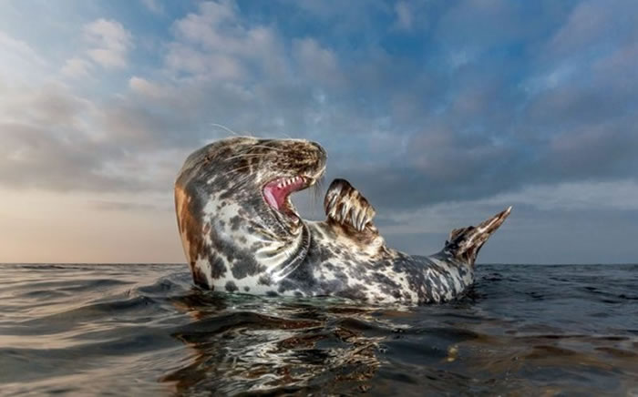 黑尔戈兰岛母海豹夕阳下与摄影师挥手道别