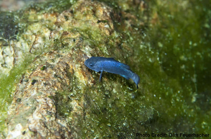 魔鱂以藻类为食