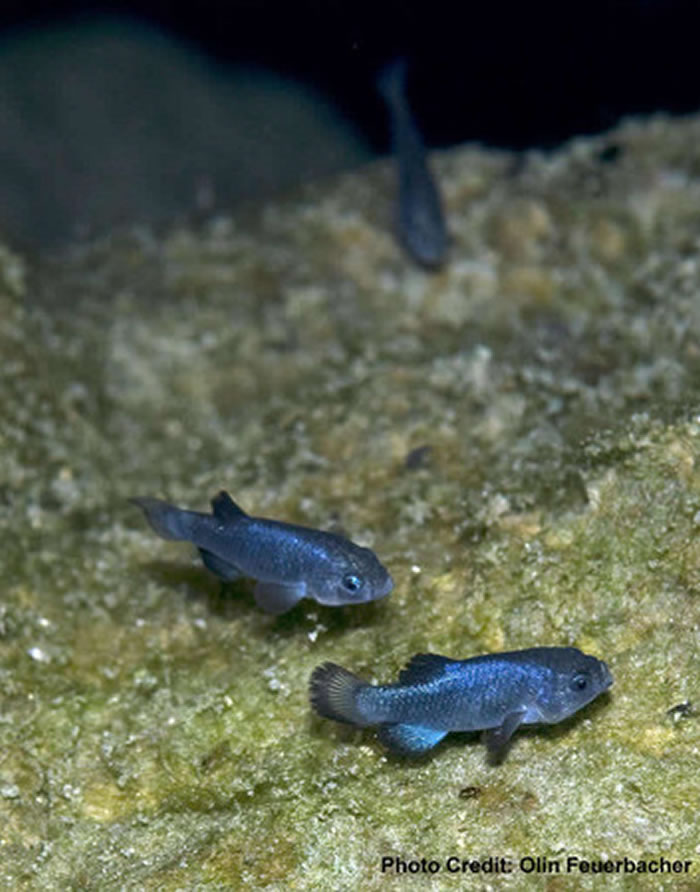 死亡谷是魔鱂唯一的栖息地