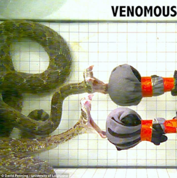 ���෢�𹥻����ٶ��൱���� գ�۹��̾���ִ��4�ι���