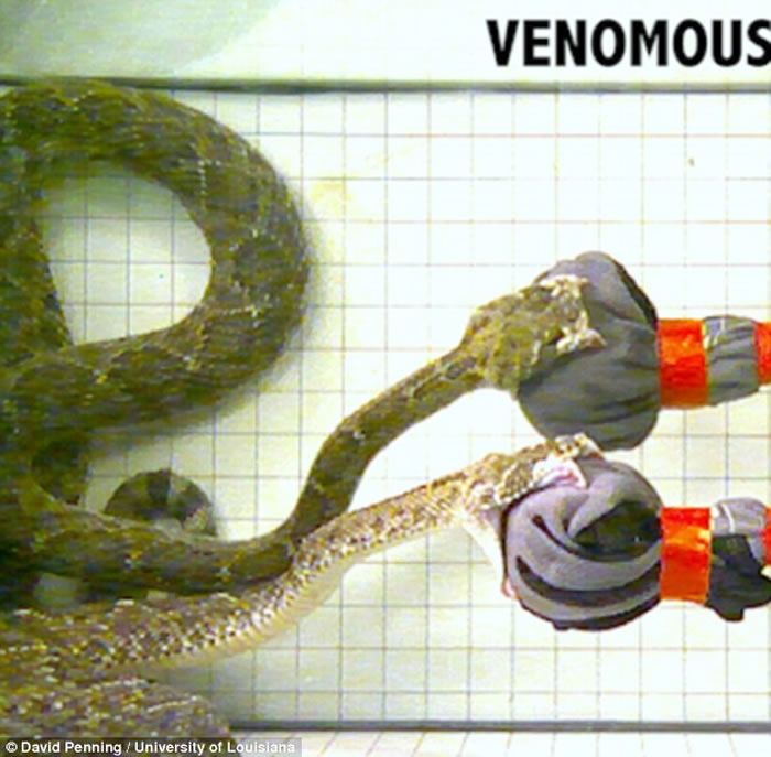 ���෢�𹥻����ٶ��൱���� գ�۹��̾���ִ��4�ι���