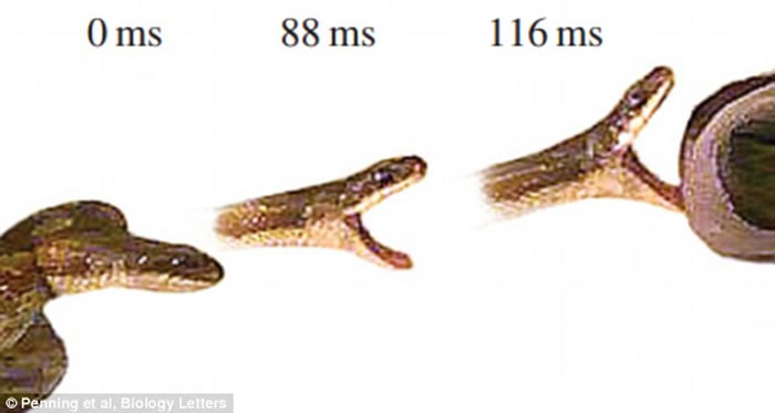 ���෢�𹥻����ٶ��൱���� գ�۹��̾���ִ��4�ι���