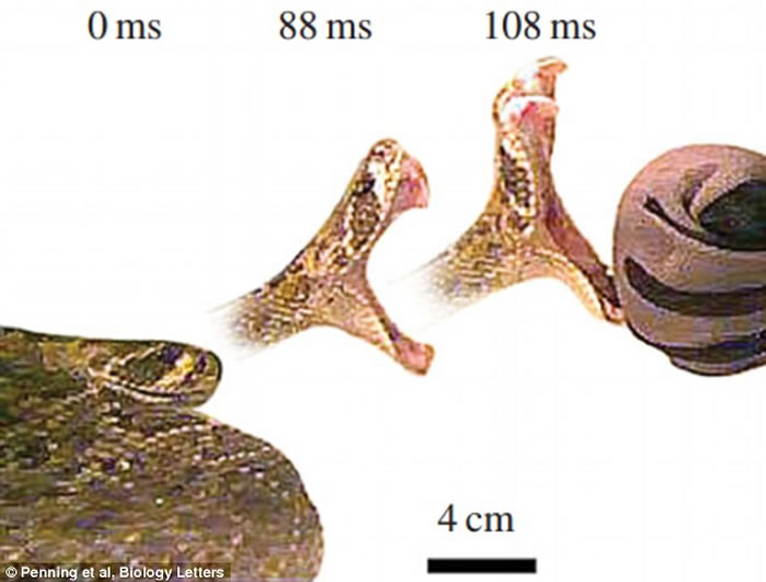 ���෢�𹥻����ٶ��൱���� գ�۹��̾���ִ��4�ι���