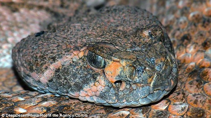 ���෢�𹥻����ٶ��൱���� գ�۹��̾���ִ��4�ι���