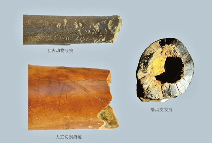 云南江川甘棠箐旧石器遗址出土的化石