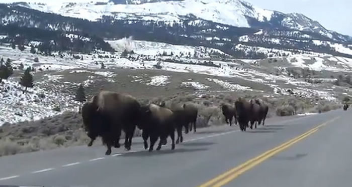 ��ʯ��԰����Ұţ���ܣ��ٶ����ٱ��˿�3����