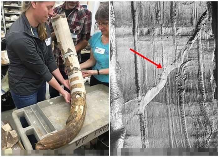 考古学家在沉洞遗址掘出的乳齿象牙(左图),其表面上有平行的槽纹(右图红箭示)。