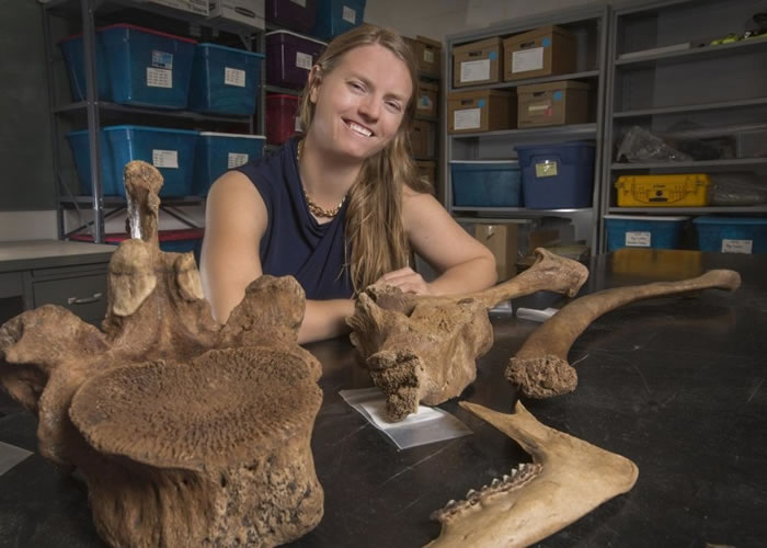 考古学家在遗址亦掘出其他石器工具和兽骨。