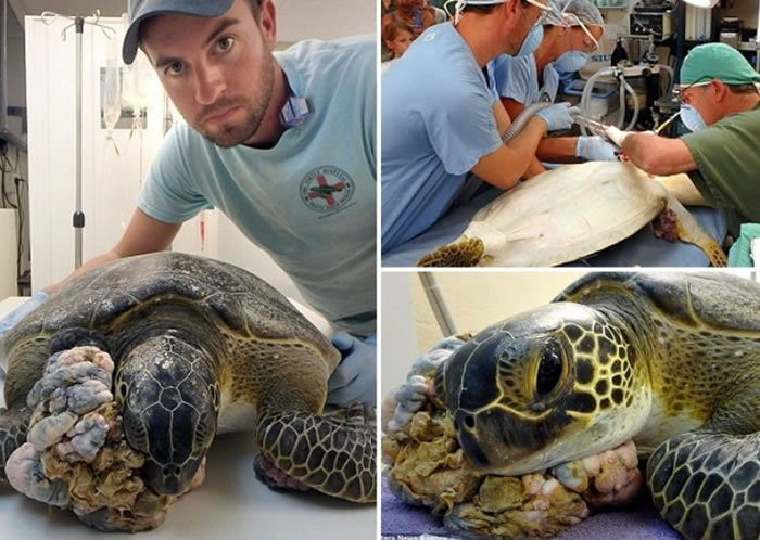 Chica右脸颊长有巨型肿瘤,它已接受切除手术。