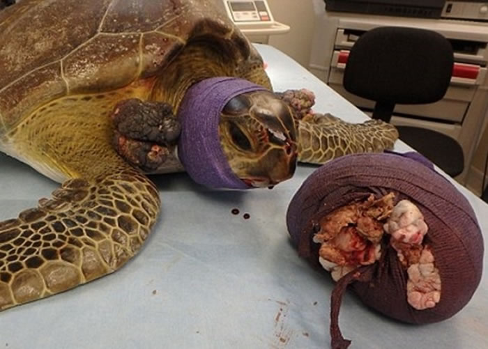 兽医成功为Chica切除肿瘤。