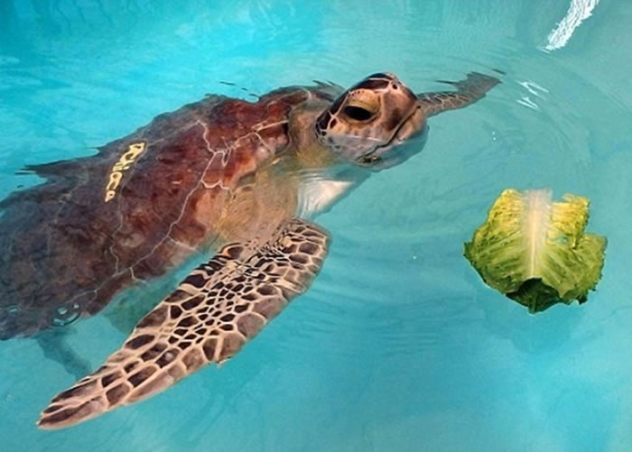 Chica在医院休息治疗。