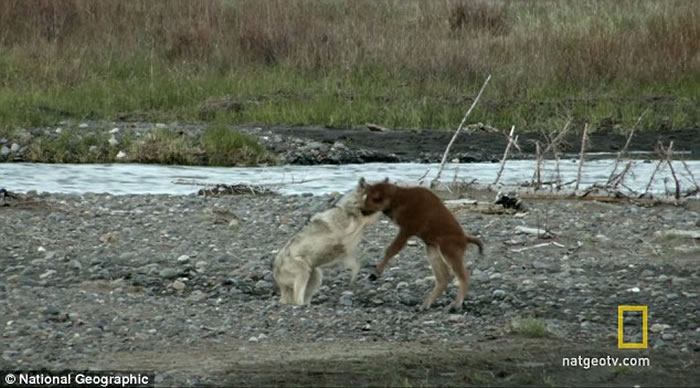 美国黄石国家公园一只野狼不但未能杀死只有7日大的北美野牛 反被对方击退